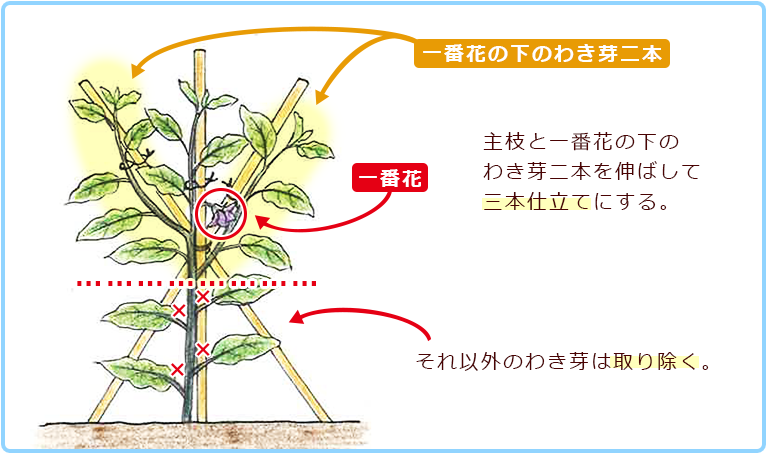 美しい花の画像 最高の花 ナス 育て 方