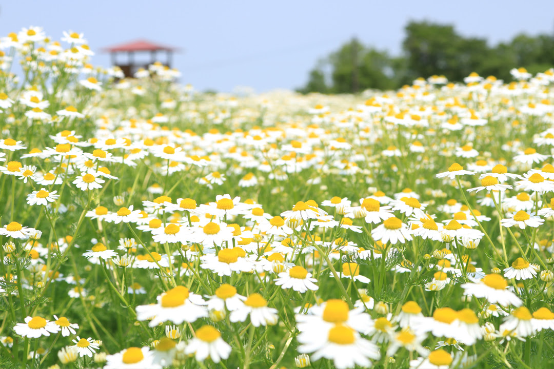 50 綺麗な画像 花畑 最高の花の画像