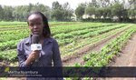 The Nuru experience in Kenya, from garbage dump to model farm