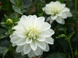 75 卒業 花 言葉 美しい花の画像
