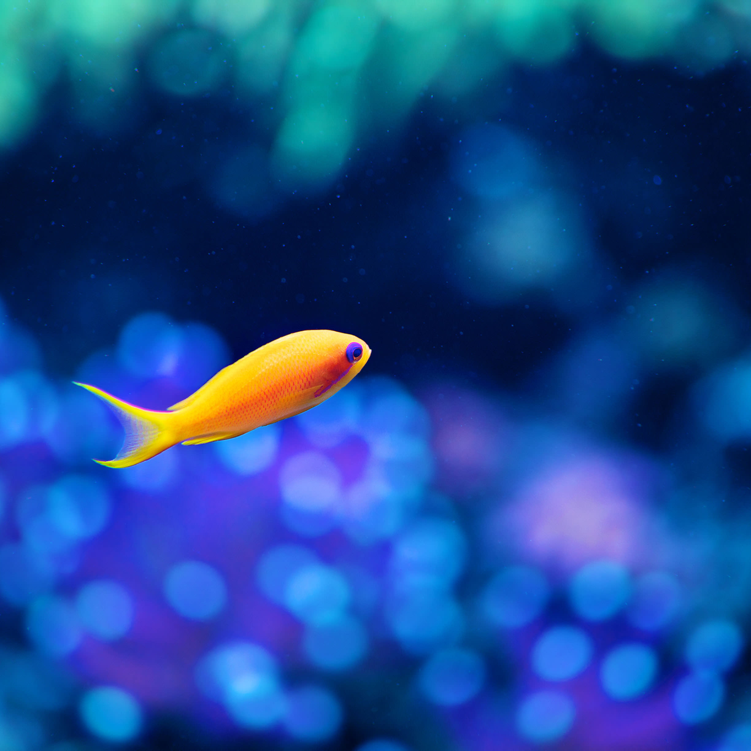 印刷可能 魚 壁紙 Kabegamiiki