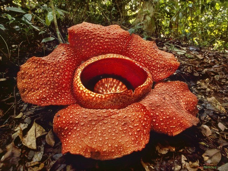 Gambar Bunga  Rafflesia Gambar Kelabu
