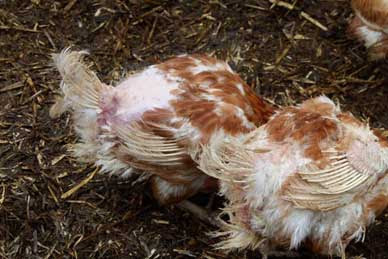 Jul 02, 2016 · i had heard that if the comb freezes,it can render the rooster infertile. The Nests In My Heart A Personal View Of Ex Battery Hens Pocket Farm Magazine