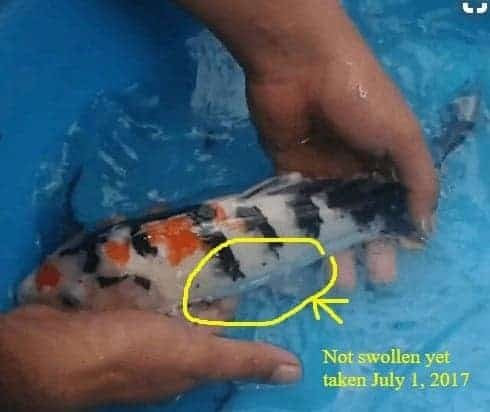 How many times so koi spawn per year. How To Breed Koi Fish In The Philippines How To Breed Koi Fish 15 Steps With Pictures And Videos 2021