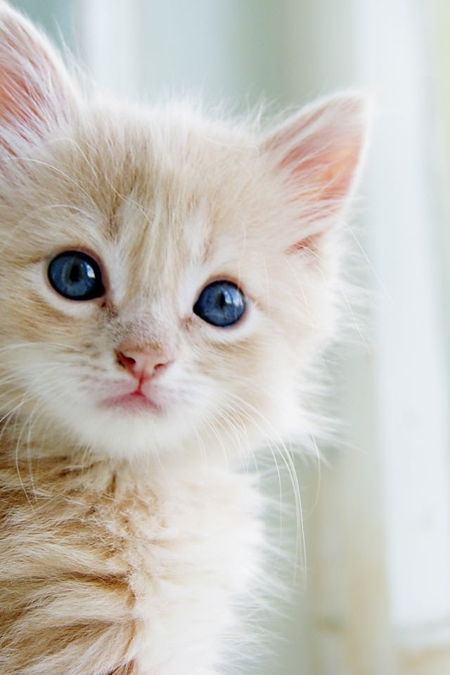 50 かわいい 猫 可愛い 壁紙 Iphone 無料イラスト集