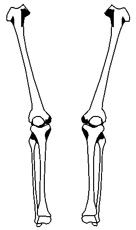 Blank bone diagram atamvalves co, diagram of a bone with labels wiring diagrams click, blank bone diagram tropicalspa co, human anatomy terms printable skeletal diagram wiring diagrams click. Appendicular Skeleton Diagram Clipart Best