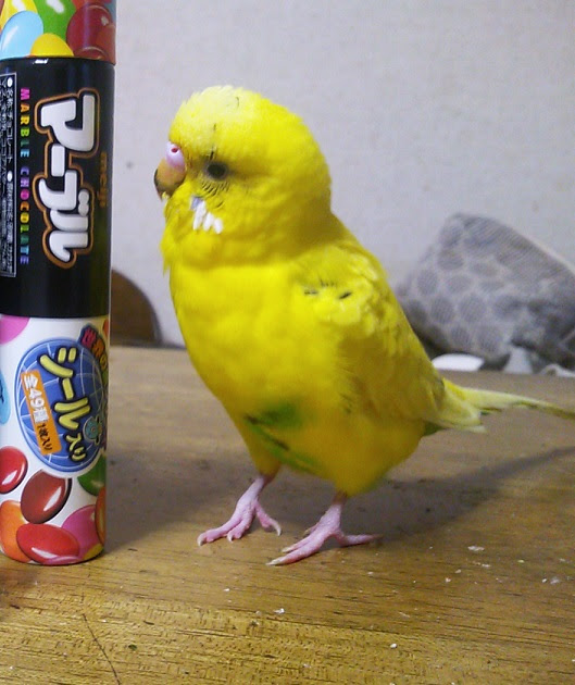 インコ 画像 待ち受け Udin