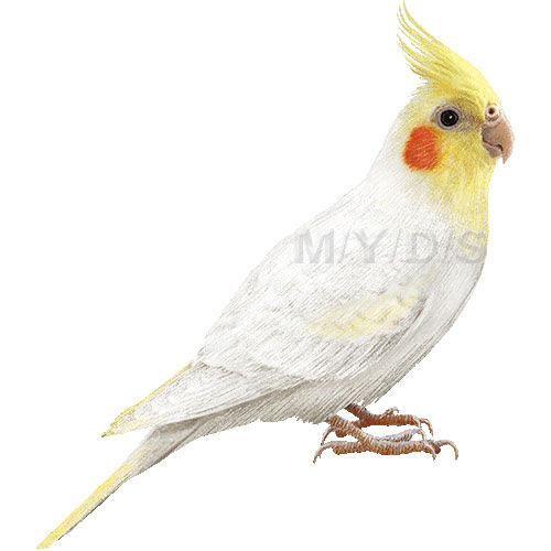 ほとんどのダウンロード オカメインコ イラスト フリー 興味深い画像の多様性