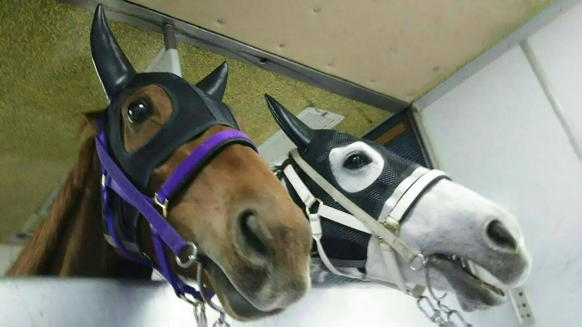 すべての動物画像: 無料ダウンロード可愛い 競走 馬