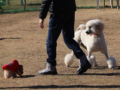 リトルワールド 犬 イベント 147703-リトルワールド 犬 イベント