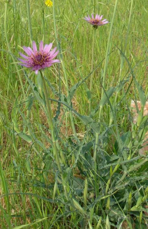 Tragopogon porrifolius L.