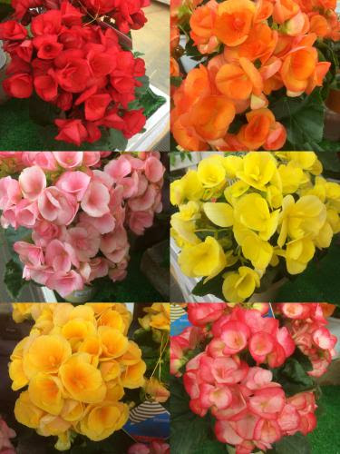 無料ダウンロードリーガー ベコニア 最高の花の画像