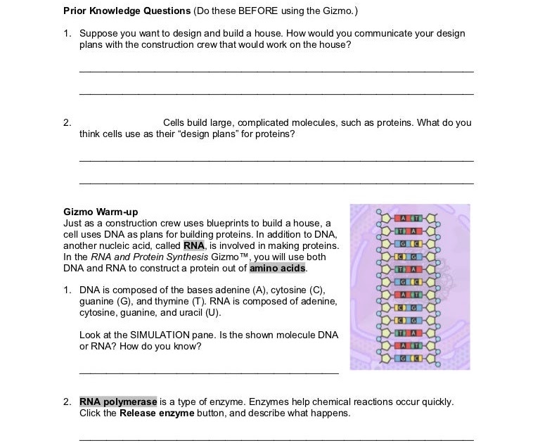 Building Dna Gizmo Answers Page 3 Topic 24 Dna Replication Ppt Video Online Download Access To All Gizmo Lesson Materials Including Answer Keys