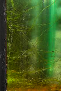 Pflanzen brauchen zur photosynthese neben lichtenergie vor allem kohledioxid. Aquarienpflanzen Online Algen Im Aquarium