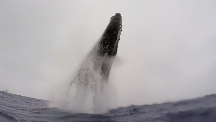 Baleine à bosse