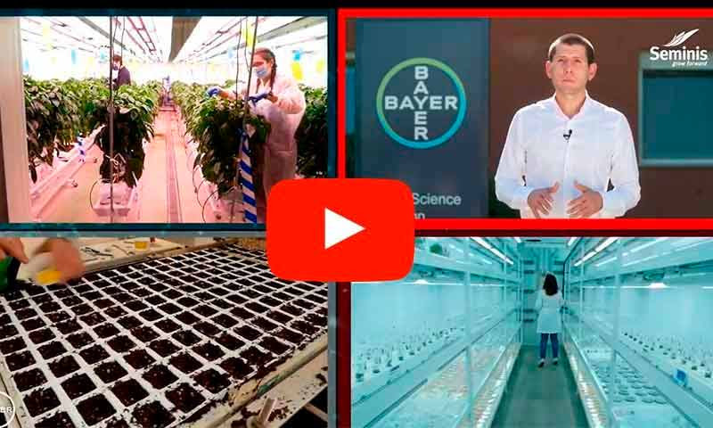 Seminis lanza un nuevo pimiento california rojo; Arael
