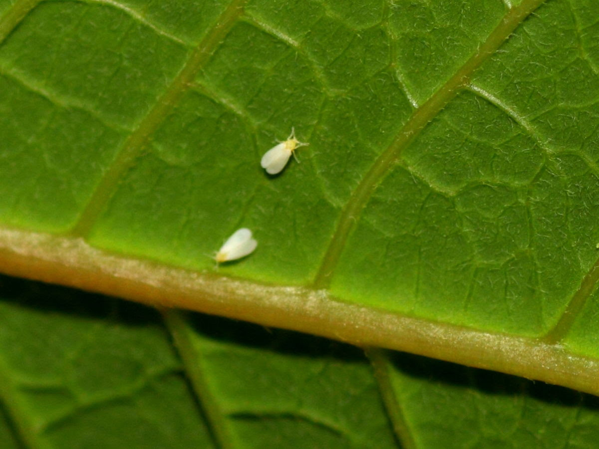 美しい花の画像 新着ポインセチア 白い 虫