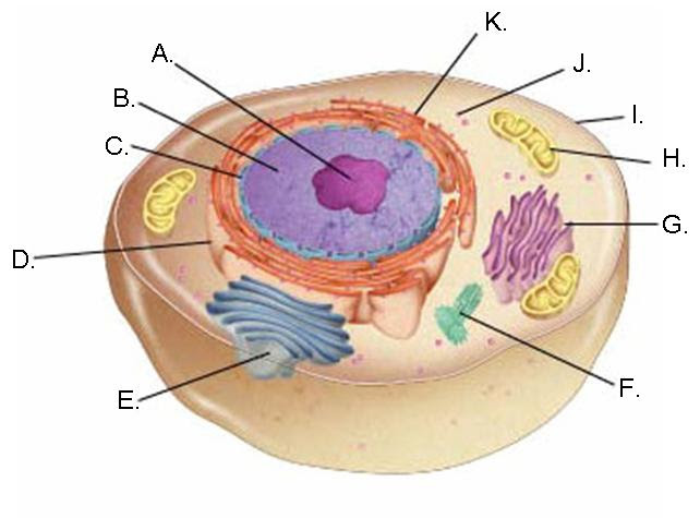 Check spelling or type a new query. Imagequiz Label The Animal Cell
