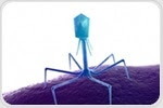 Phage Display: Applications in Research