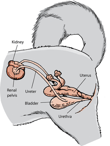 Everyone recognizes the dog's tail (or its absence); Female Dogs Reproductive Processes Level 2 Animal Care