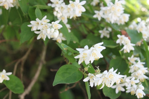 最高卯の花 花 言葉 美しい花の画像