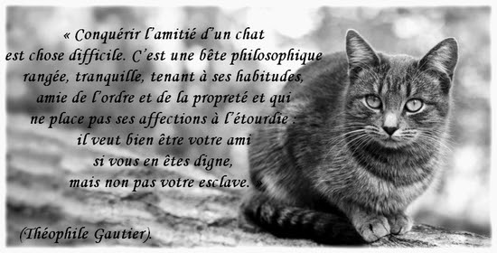 Image De Citation Citation Amour Pour Un Animal