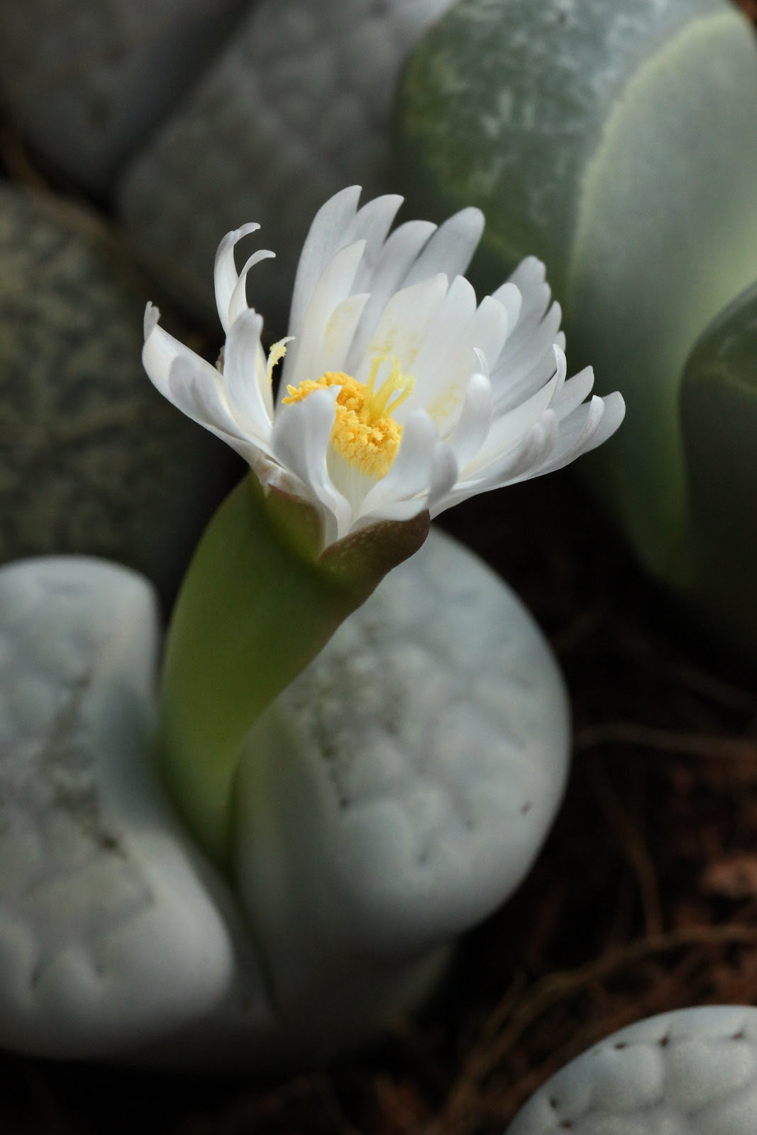 これまでで最高の花 リトープス 花言葉 すべての美しい花の画像