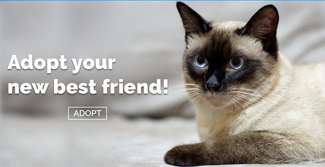 41 Best Images Siamese Cat Rescue Near Me : Siamese Cat For Adoption Near Me - The W Guide