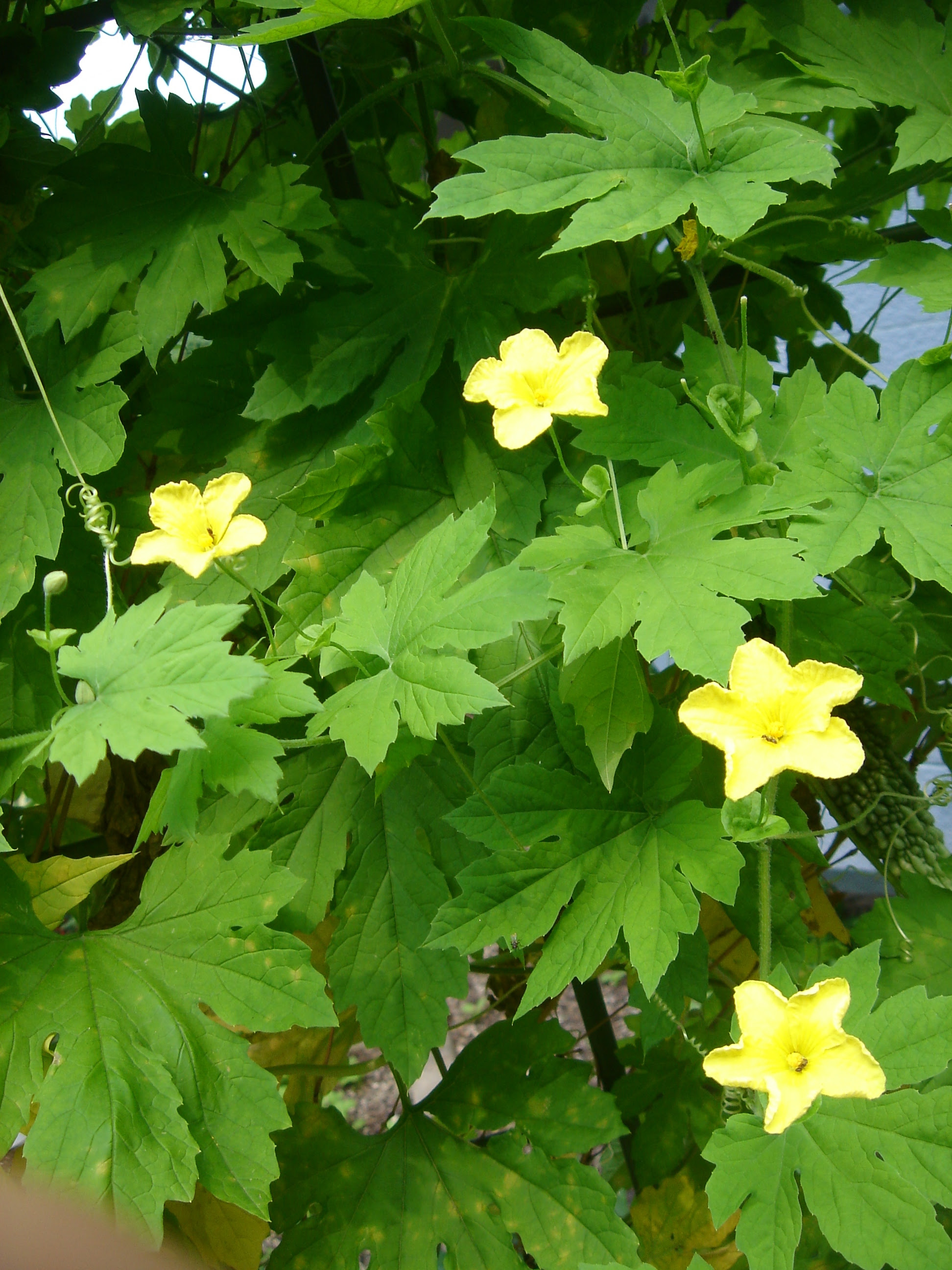 ぜいたくゴーヤ 花 最高の花の画像