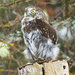 With this taxidermied, robotic owl, researchers try to understand the nuances of birds' warning signals.