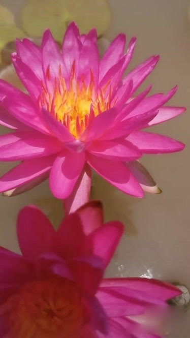 最新 睡蓮花pv 100 で最高の画像