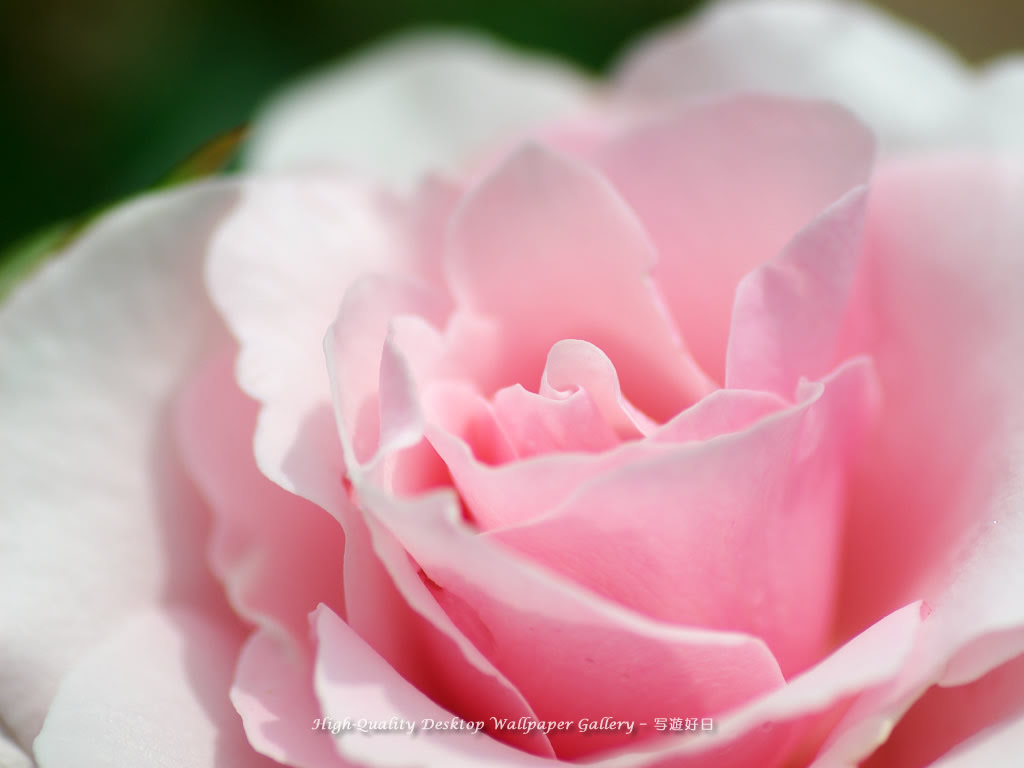 壁紙 無料 薔薇