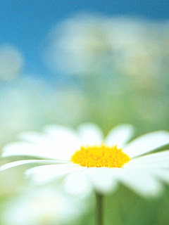 すべての花の画像 綺麗なマーガレット 壁紙 スマホ