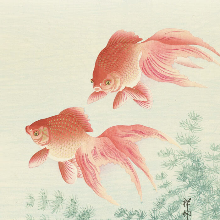 ベスト50 壁紙 金魚 画像 美しい花の画像