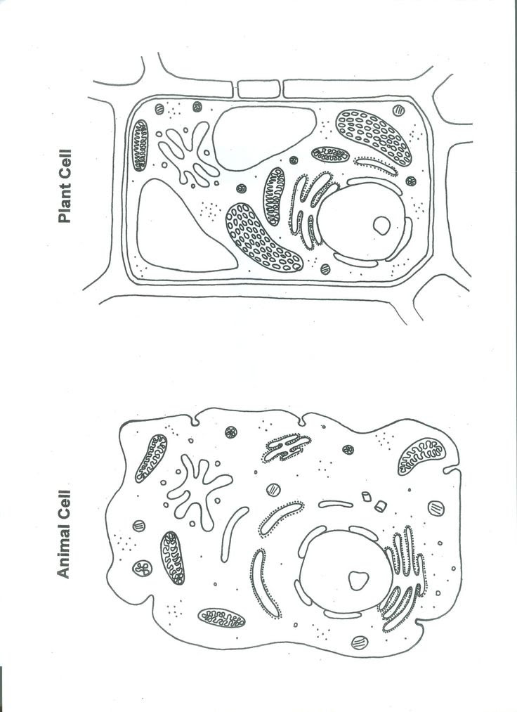 Timvandevall com plant cell diagram. J Soucie Plant Cell Labeled Clip Art Library