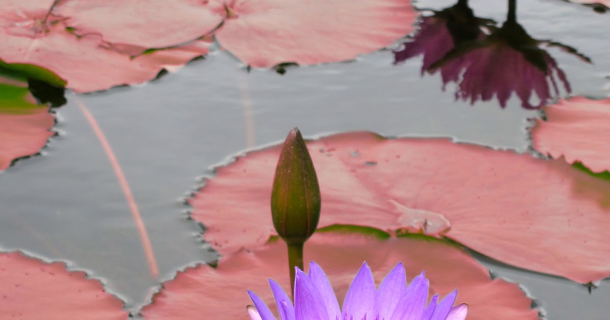 Mewarnai Kolam Bunga Teratai : Gambar : mekar, menanam, daun bunga, kolam, botani, seroja ...