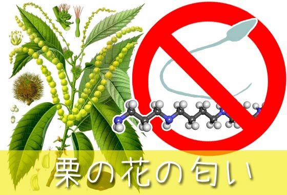 すべての花の画像 ユニーク栗の木 花 匂い