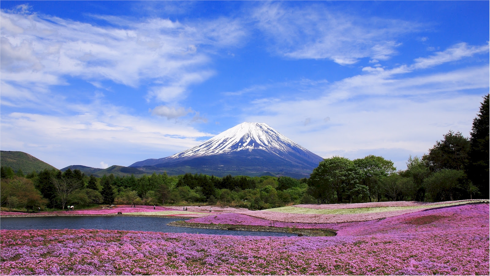 最新芝生 壁紙 Pc 最高の花の画像