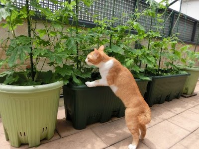 [10000印刷√] ベランダ菜園 おしゃれ 977155-ベランダ菜園 おしゃれ