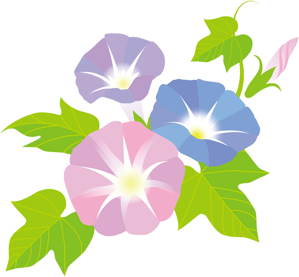 美しい花の画像 心に強く訴える朝顔 7 月 イラスト