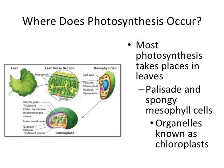 Cellular respiration is the chemical process of breaking down food molecules in order to create energy in the form of adenosine triphosphate (atp).this process makes energy from food molecules available for the organism to carry out life processes. In Which Organelle Does Photosynthesis Take Place