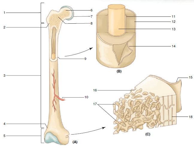 This is an online quiz called long bone diagram labeling. Label The Parts Of The Long Bone Bartleby