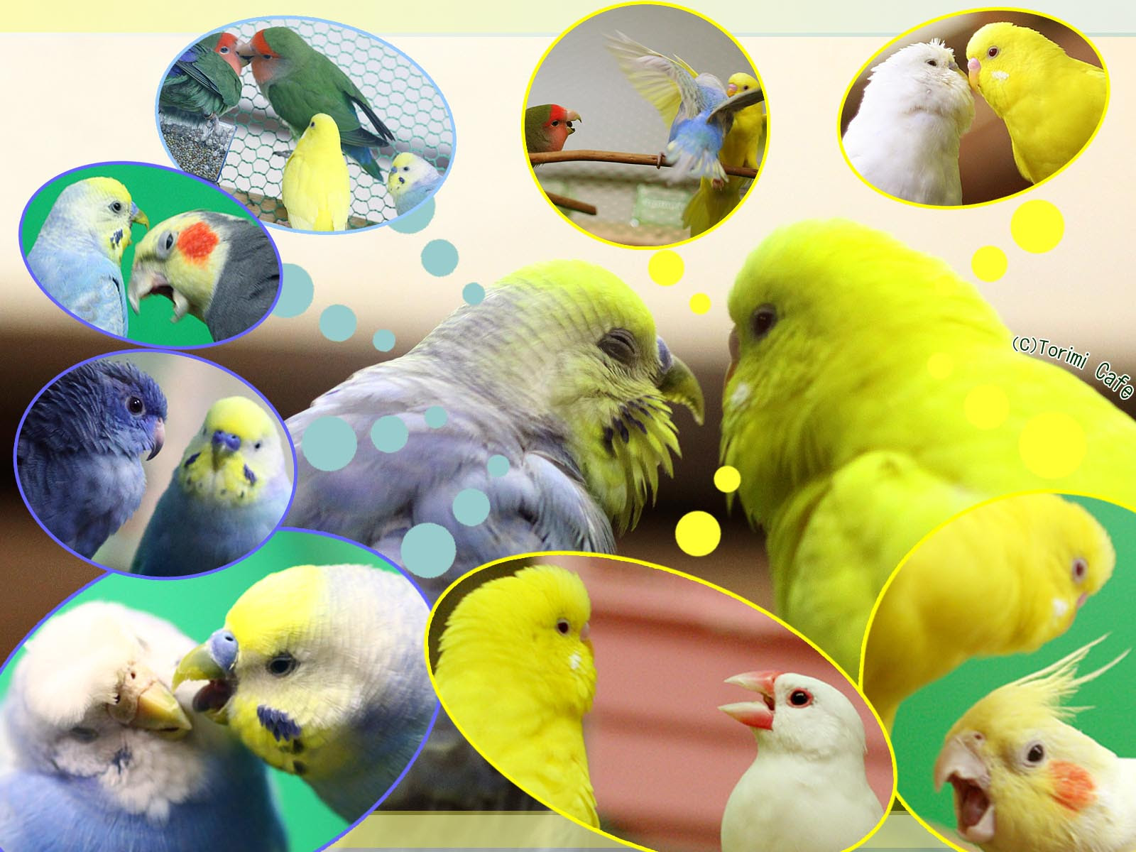 50 壁紙 かわいい セキセイ インコ すべての美しい花の画像