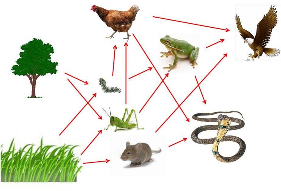 Gambar Rantai Makanan Rantai Makanan Dan Contohnya Lengkap Dengan
