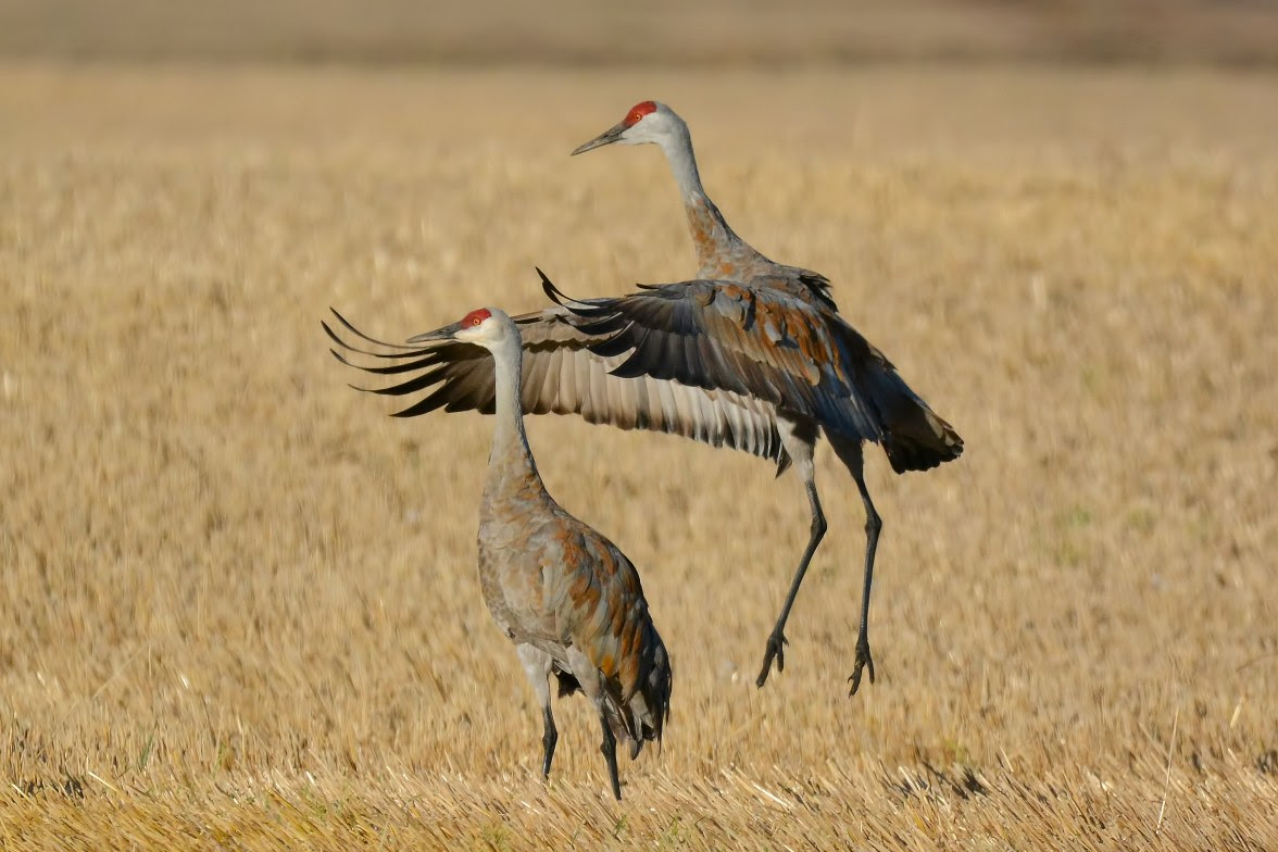 Two sandhill cranes stand next to each other, one firmly on the ground and the other in flight slightly above the ground with wings extended. The background is dry grass. 