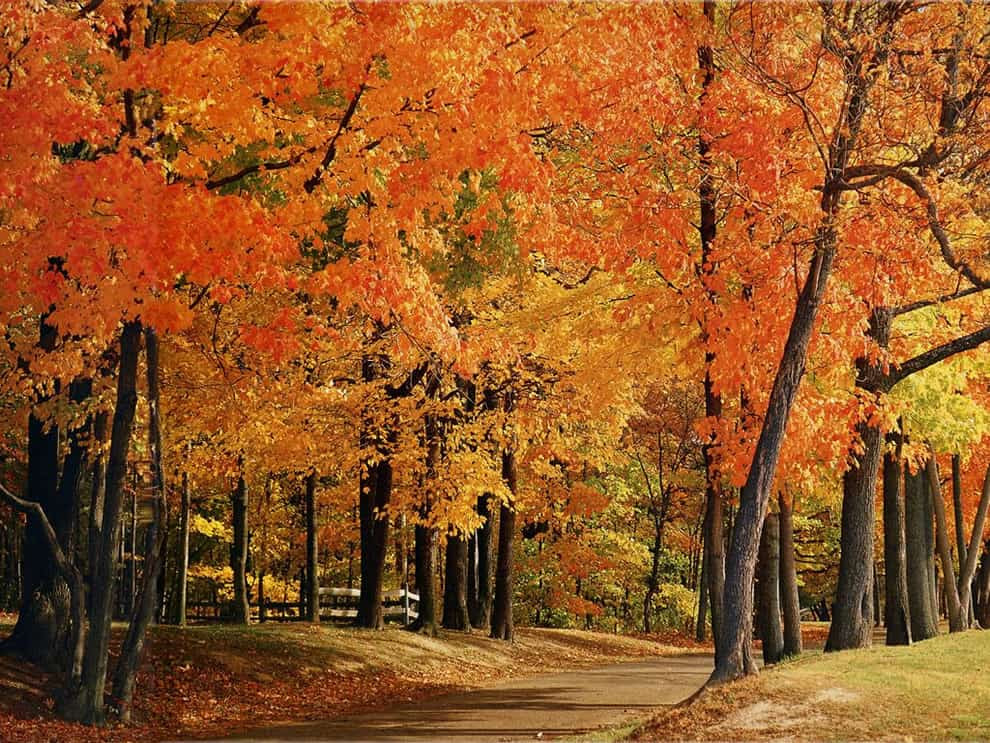 Fall foliage in Indiana park, autumn in Indiana