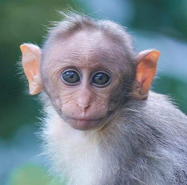 Human–animal hybrid advisability debate is reignited by a new experimets with the brain of 11 monkeys to enhance their inteligence