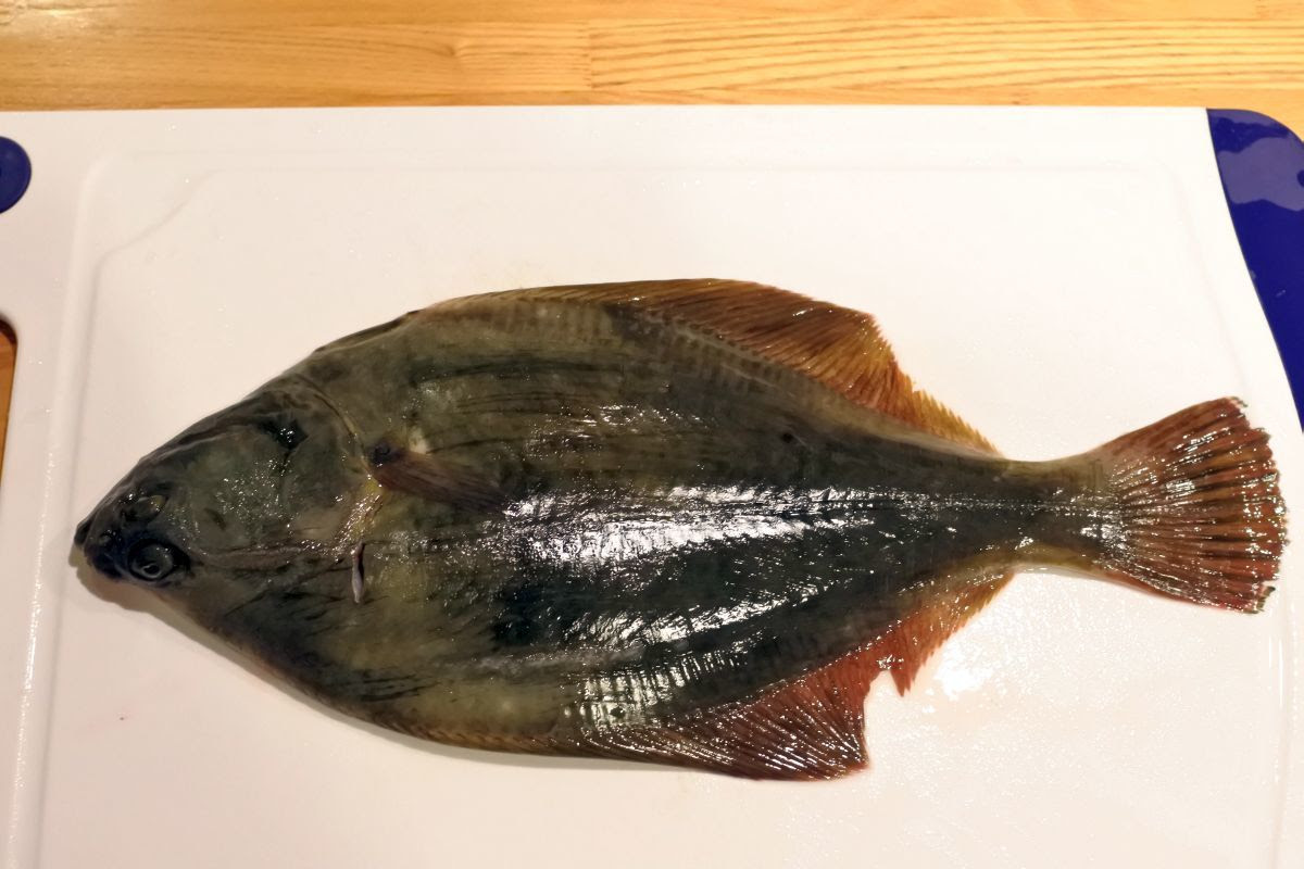 ユニークひらめ かれい 違い 魚のすべて