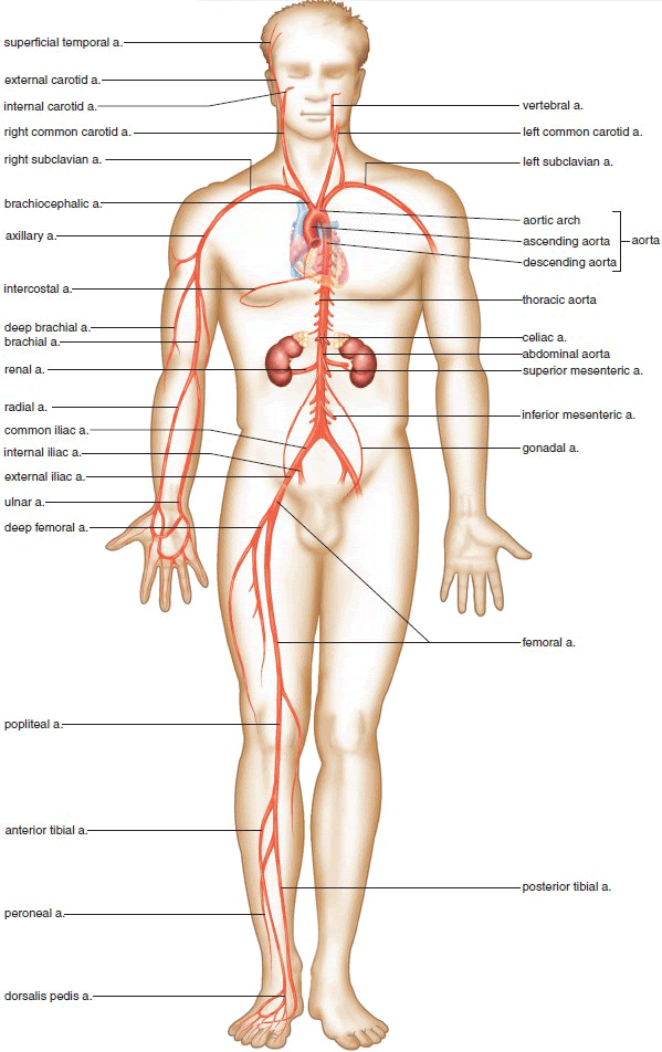 All cells in the body need oxygen and the vital nutrients found even before physical activity begins, your heart may speed up in anticipation of what is to come. Circulatory Routes Major Systemic Arteries Major Systemic Veins