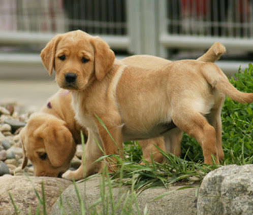 Lab Puppies For Sale Mn Petfinder